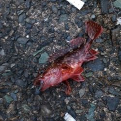 またなんとか釣れました